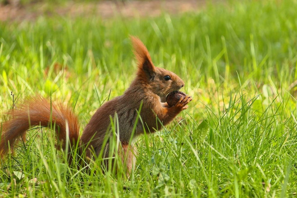 ways to identify your purpose, squirrel, animal, eating