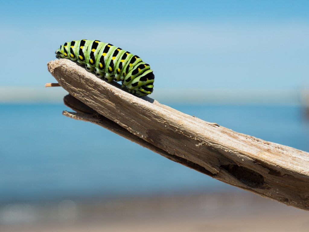 caterpillar, branch, larva-1209834.jpg