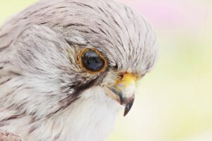 purpose coach in abuja, falcon, bird, stuffed-2339877.jpg